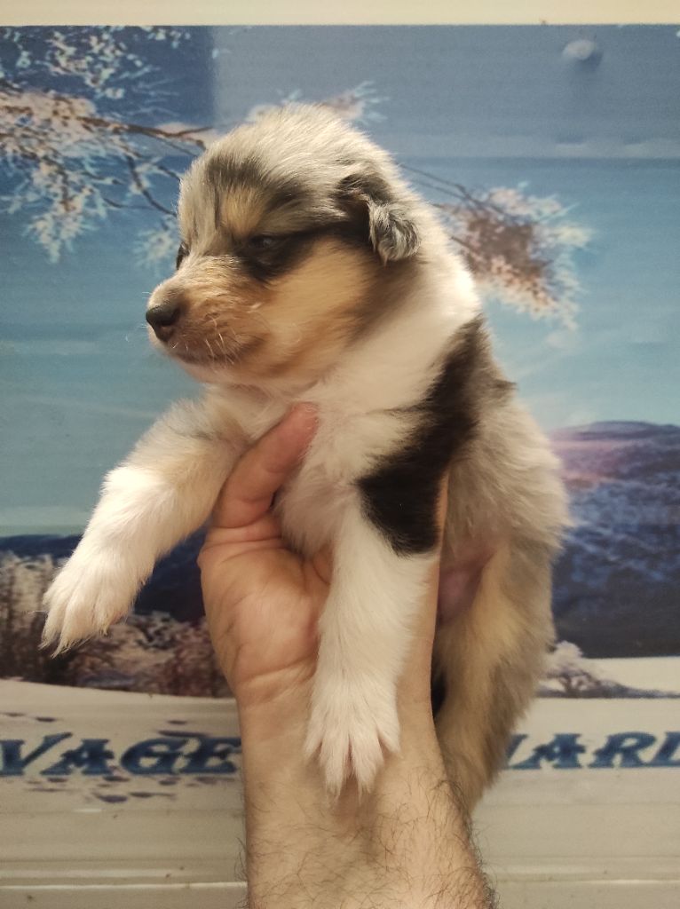 De Charletienne - Chiots disponibles - Colley à poil long
