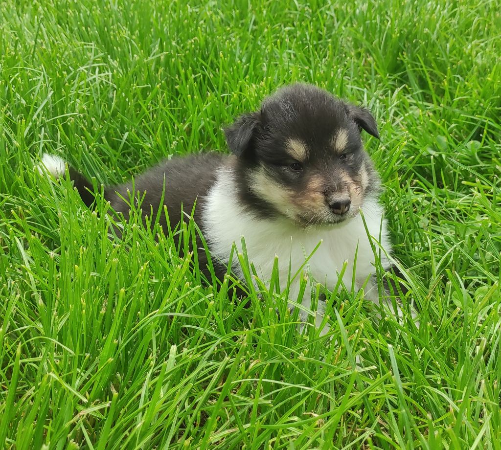 De Charletienne - Chiots disponibles - Colley à poil long
