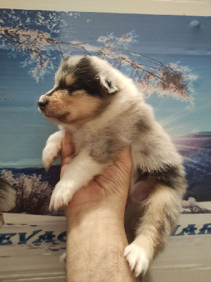 Male bleu merle