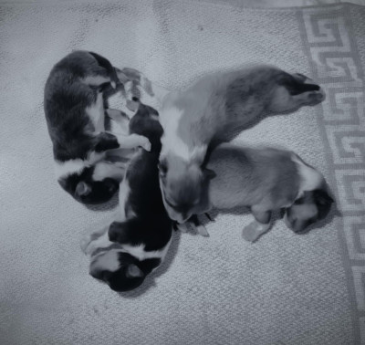 Femelle fauve charbonnée