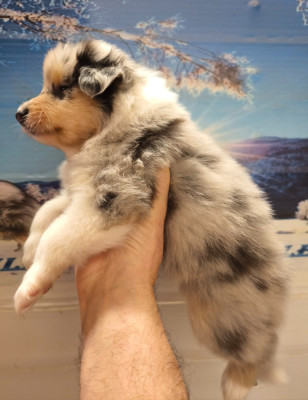 Male bleu merle