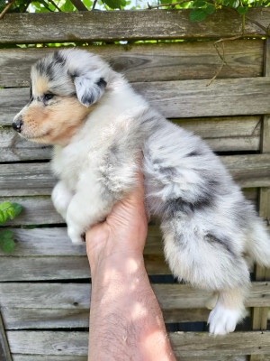 Bleue merle