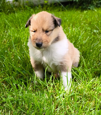 Male fauve charbonnée
