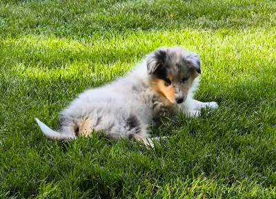 Femelle bleue merle