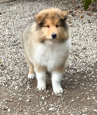 Male fauve charbonnée