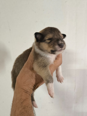 CHIOT 1