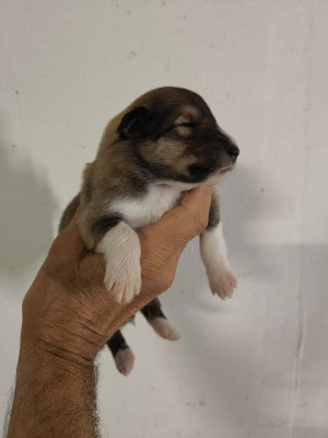 CHIOT 2