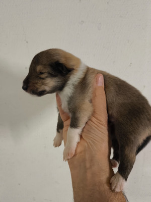 CHIOT 5