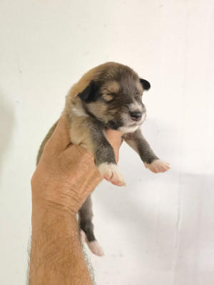 CHIOT 4