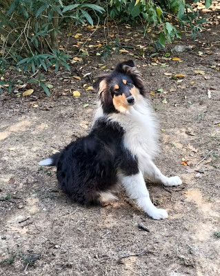 Bosco