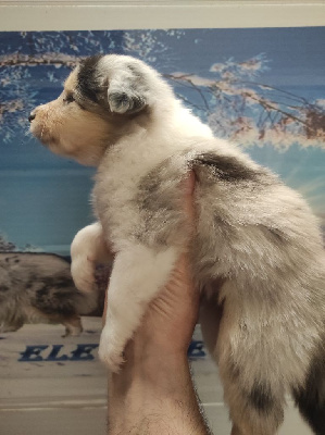 Femelle bleue merle