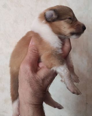 CHIOT 1
