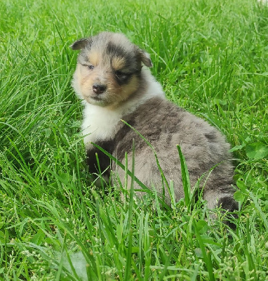 Femelle bleue merle