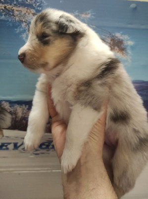 Femelle bleue merle