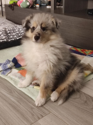 Femelle bleue merle