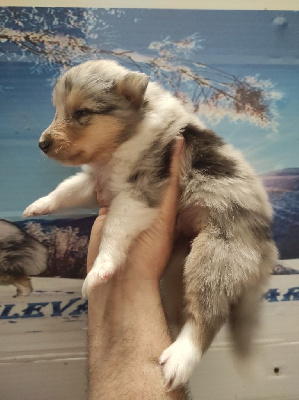 Femelle bleue merle