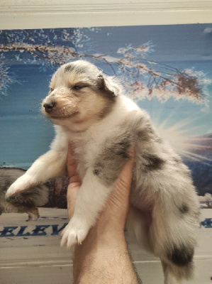 CHIOT