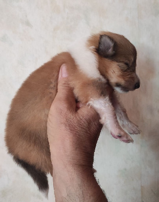 CHIOT 3