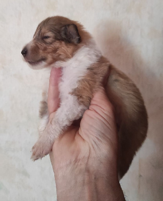 CHIOT 2