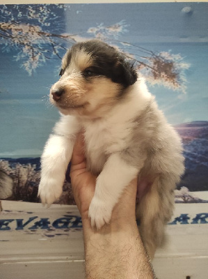 Femelle bleue merle